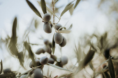 Close-up of fruits on tree