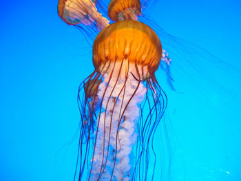 Close-up of orange jellyfishes swimming undersea