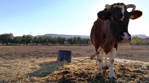 Portrait of cow standing on field against clear sky