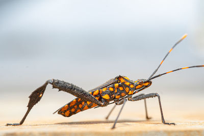 Close-up of kissing bug