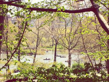 River in forest