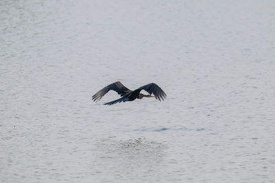 Bird flying over the sea