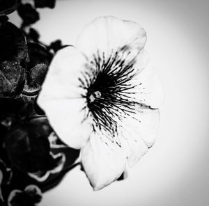 Close-up of flowers over white background