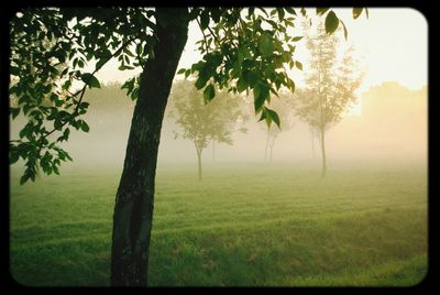 Trees on grassy field