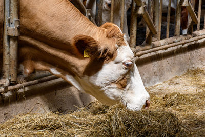 Dairy cows eating hay in barn on farm