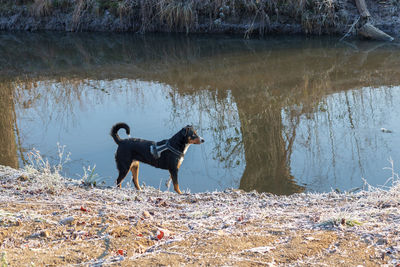 Dog on the beach