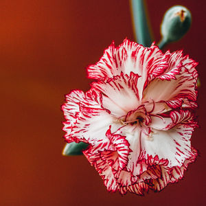 Close-up of pink rose flower