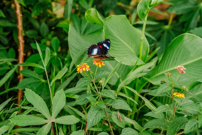 Close-up of insect on flower