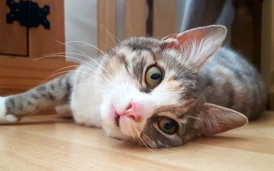 Close-up portrait of cat lying on floor