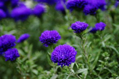 Close-up of purple flowering plant