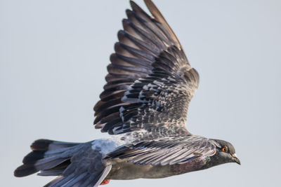 Low angle view of pigeon flying against clear sky