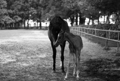 Horse and foal on field