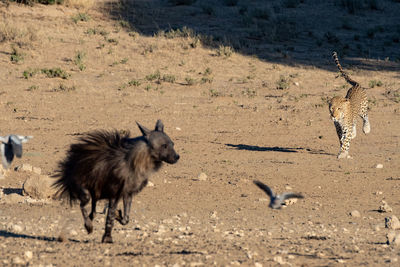 View of dog running