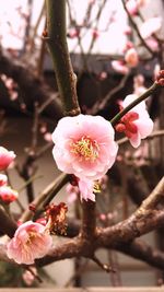 Close-up of pink flowers on branch