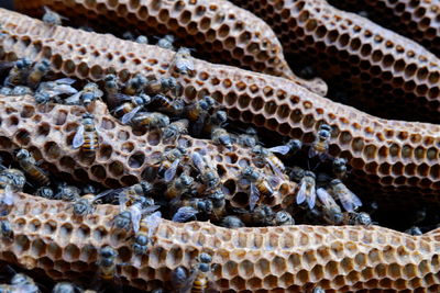 Close-up of bees