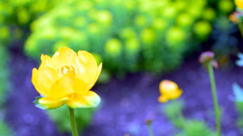 Close-up of yellow flower blooming outdoors