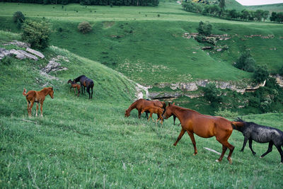 Horses in a field