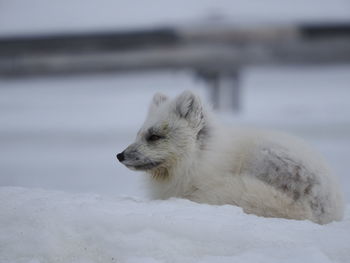 Close-up of white snow