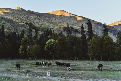 View of a cows on field