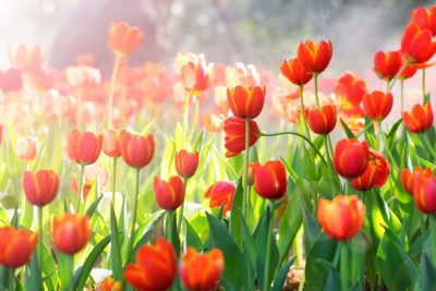 Close-up of poppies blooming on field