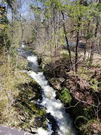 Stream flowing amidst trees in forest