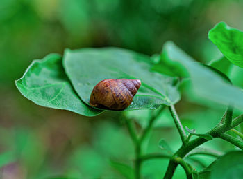 Close-up of snail on plant