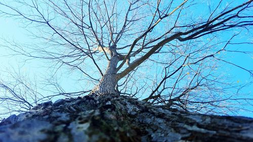 Low angle view of bare trees against sky