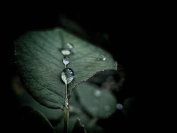 Close-up of wet plant during rainy season