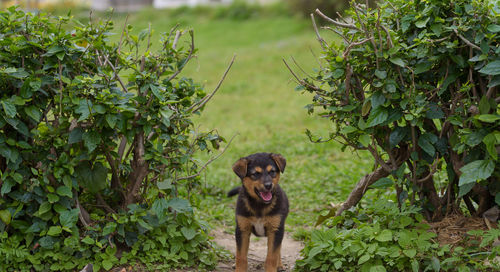 Portrait of a dog in the lawn