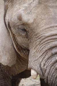 Close-up of elephant