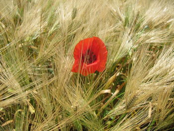 Close-up of red flower on field