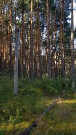 Trees in forest