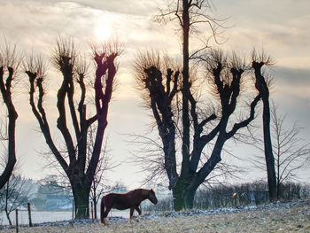Horses grazing on winter pasture with rest of snow.