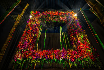 Low angle view of flowering plants at night