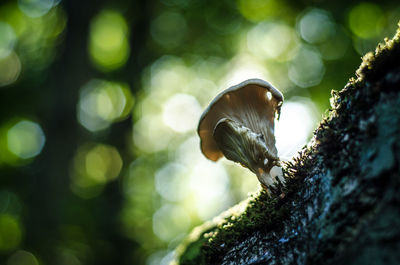 Close-up of butterfly on tree trunk