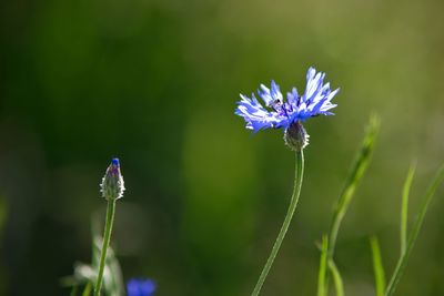 Cornflower