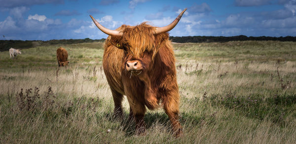 Cow standing in a field