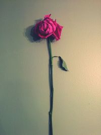 Close-up of pink rose