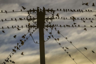 Low angle view of birds perching on cable