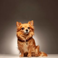 Portrait of dog sitting on floor