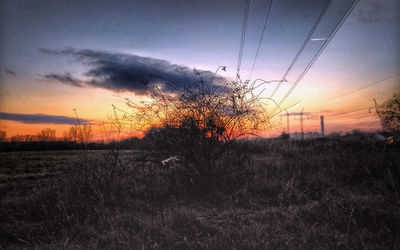 Close-up of wet tree against sky during sunset