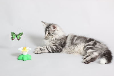 Close-up of cat sitting on white background