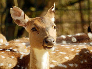 Close-up portrait of sheep on field