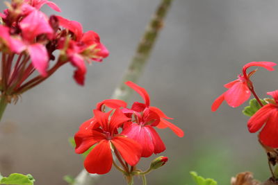 Close-up of pink flowers