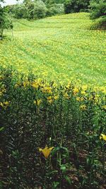 Yellow flowers growing on field