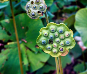 Close-up of lotus growing on plant