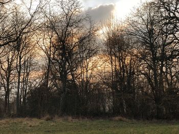 Bare trees on landscape against sky