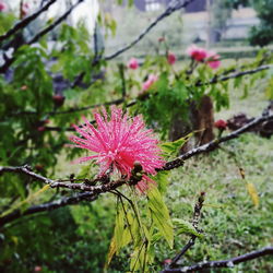 Close-up of pink flower