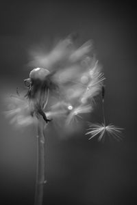 Close-up of flower against blurred background