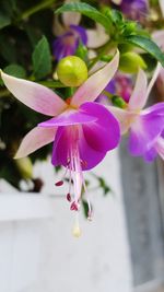 Close-up of flower blooming on tree